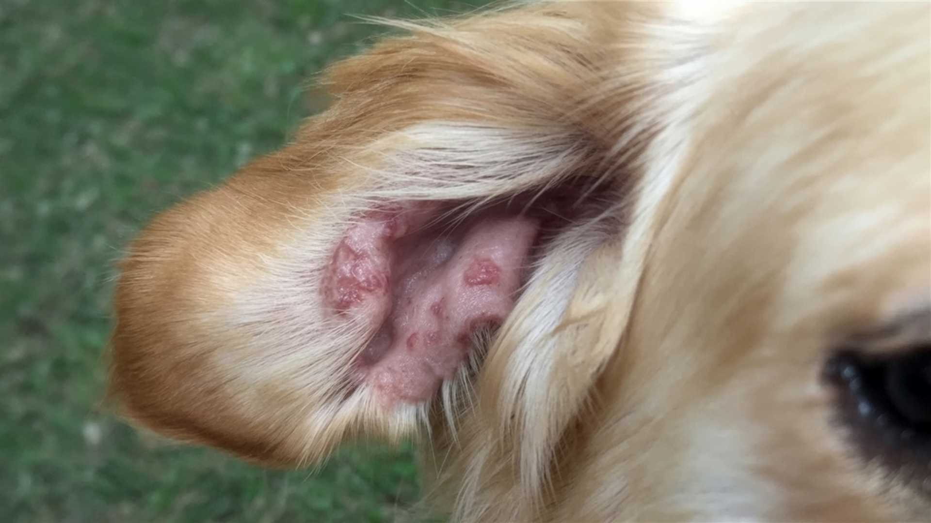 leishmaniosis en orejas